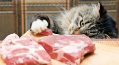 Ce carne poate fi dată pisicii, astfel încât să nu înceapă viermele